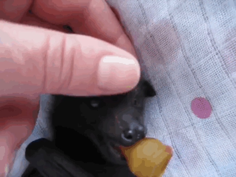 Por qué ya no tenemos miedo de los murciélagos