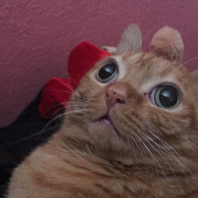 Potato cat has become the new star of the Internet, and all thanks to her strange eyes