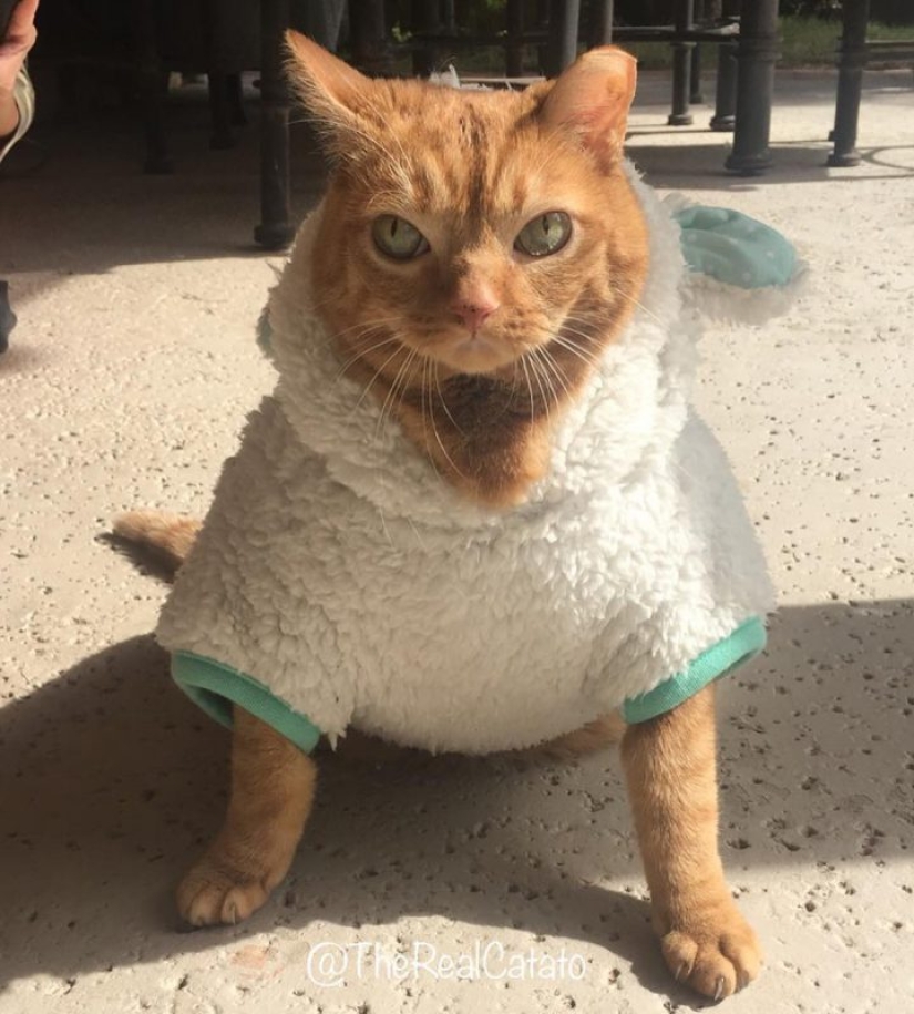Potato cat has become the new star of the Internet, and all thanks to her strange eyes