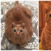 Potato cat has become the new star of the Internet, and all thanks to her strange eyes