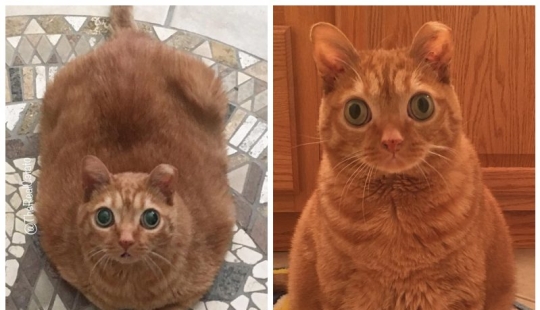 Potato cat has become the new star of the Internet, and all thanks to her strange eyes