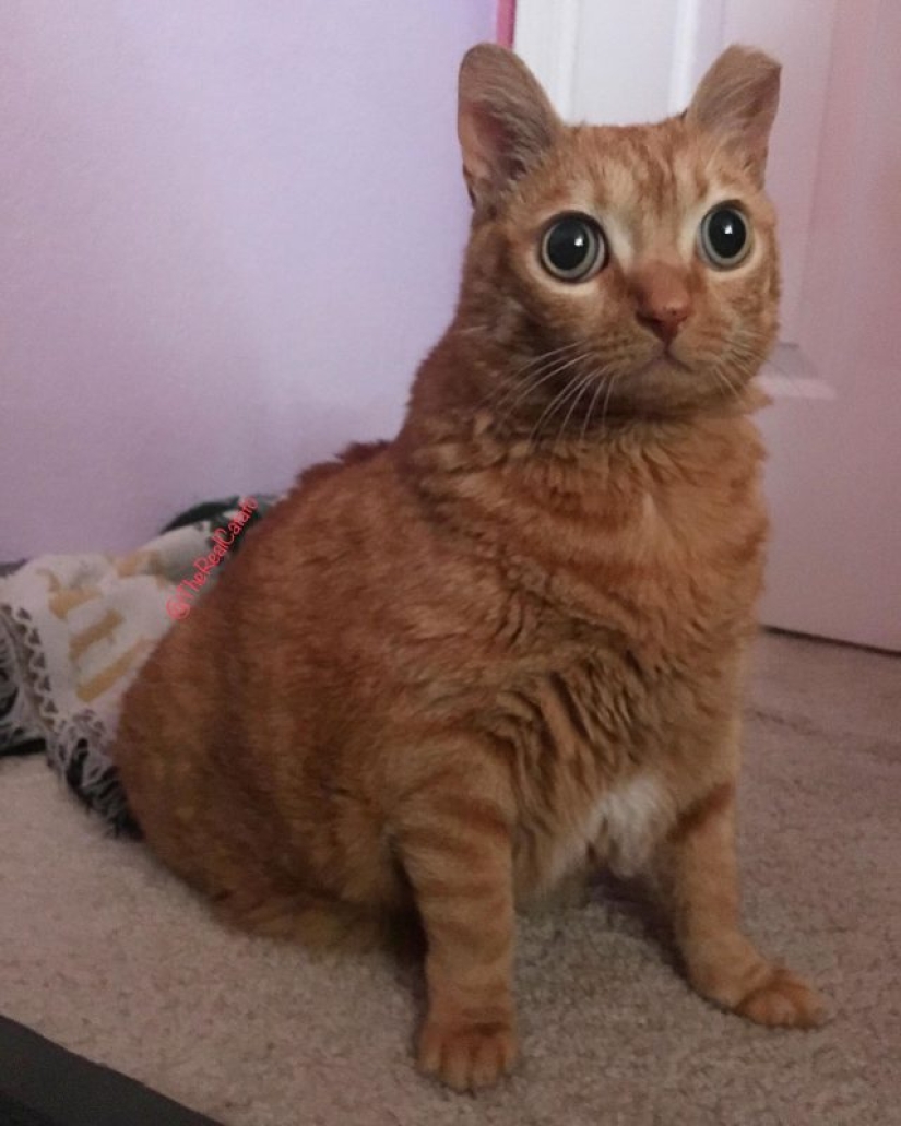 Potato Cat se ha convertido en la nueva estrella de Internet, y todo gracias a sus extraños ojos