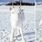 Pre-Christmas miracle: a rare snow-white fawn came to the photographer in Norway