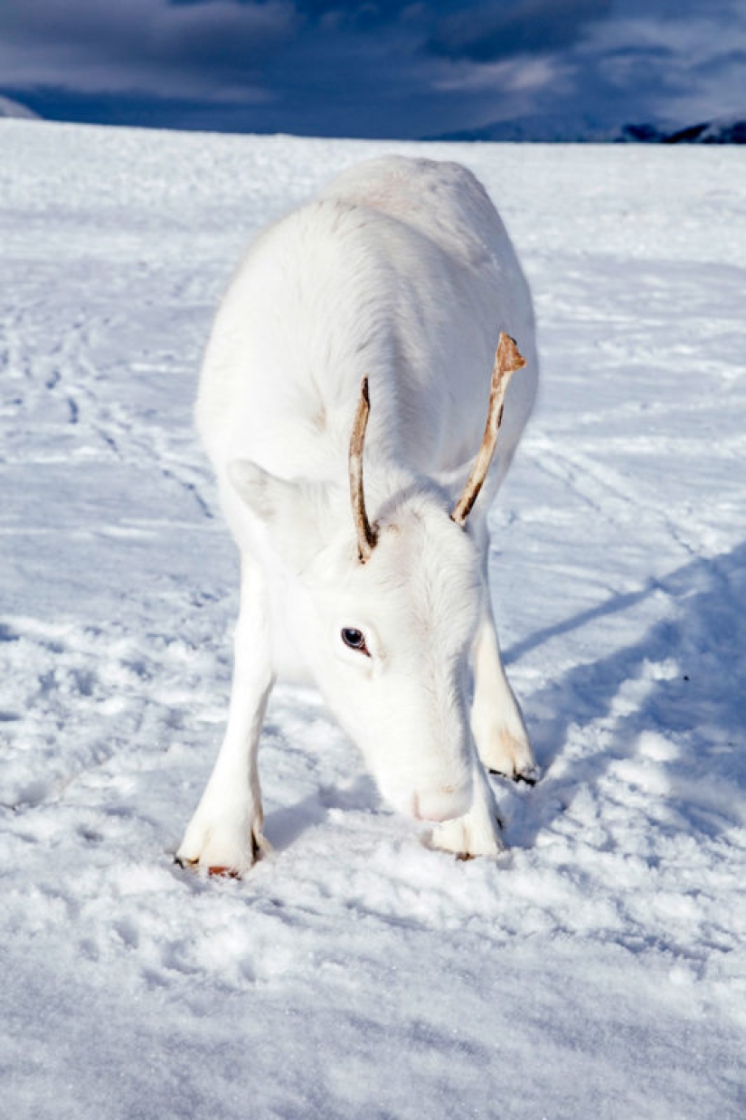 Pre-Christmas miracle: a rare snow-white fawn came to the photographer in Norway