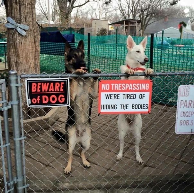 Precaución! En este post, los perros son terriblemente amables