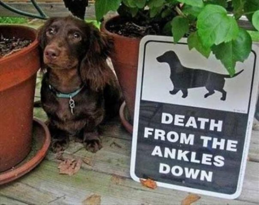 Precaución! En este post, los perros son terriblemente amables