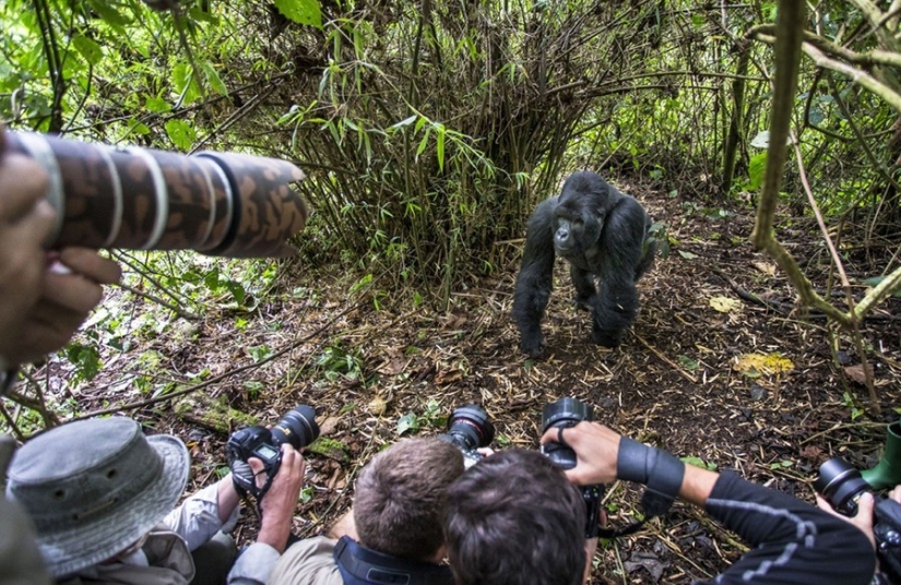 Proof that drunk gorillas behave no better than drunk people
