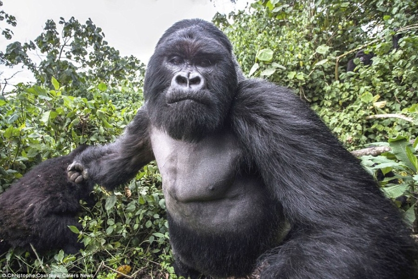 Proof that drunk gorillas behave no better than drunk people
