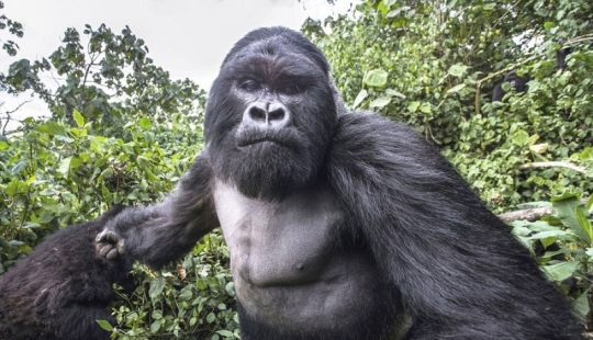 Prueba de que los gorilas borrachos no se comportan mejor que las personas borrachas Prueba de que los gorilas borrachos no se comportan mejor que las personas borrachas