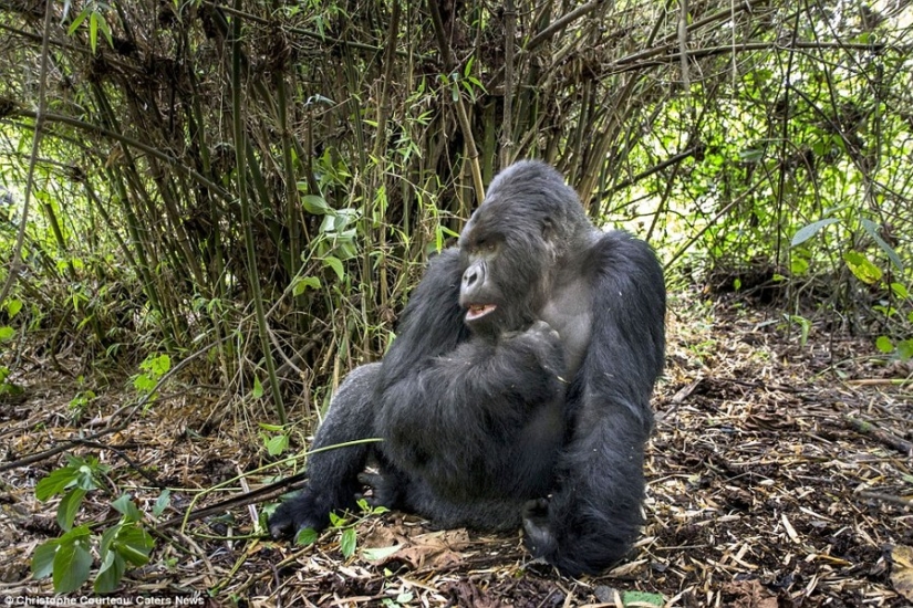 Prueba de que los gorilas borrachos no se comportan mejor que las personas borrachas