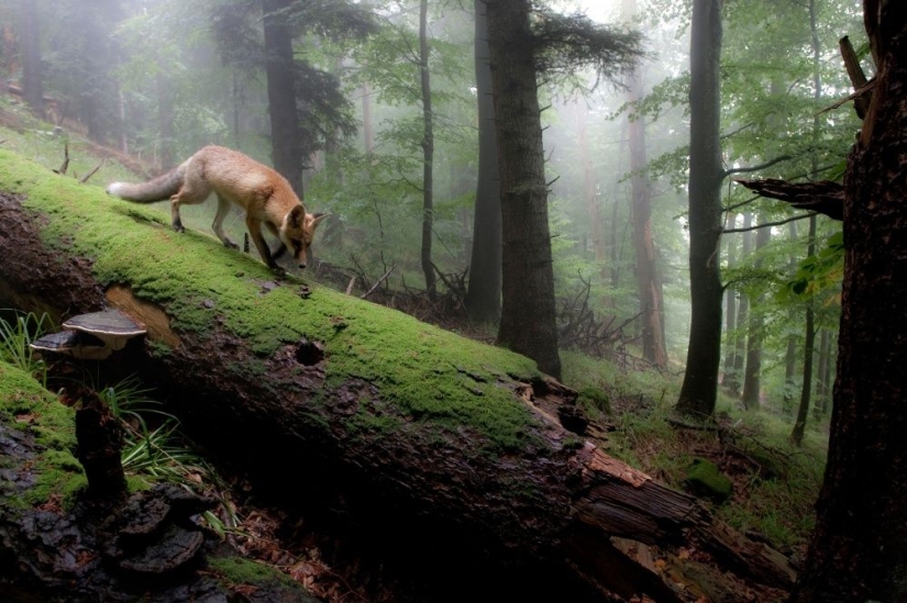 Puesto de guardianes del bosque