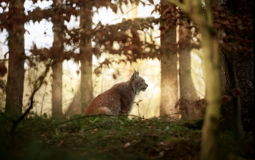 Puesto de guardianes del bosque