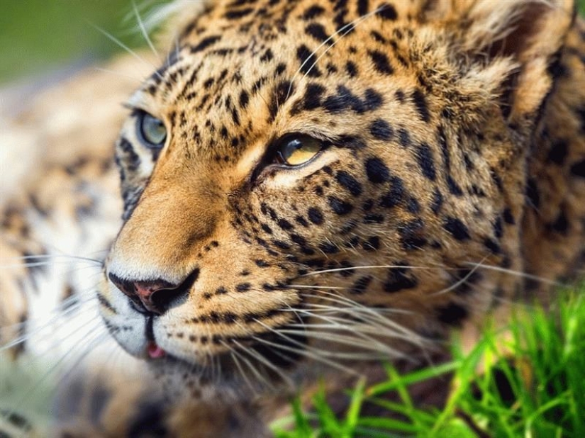 "Putin's leopard" was caught stealing chickens in an Abkhazian village