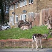 Quarantine is for people, walking is for animals: the streets of British cities are filled with deer and goats
