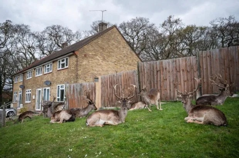 Quarantine is for people, walking is for animals: the streets of British cities are filled with deer and goats