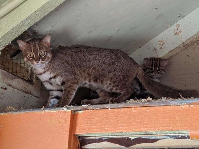 Qué aspecto tienen los gatitos raros de un gato oxidado, la raza de gato salvaje más pequeña