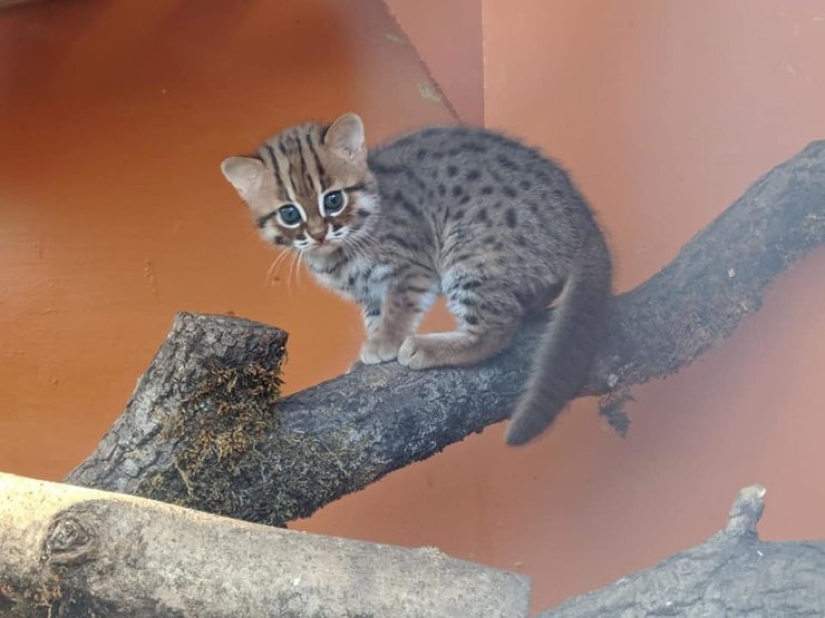 Qué aspecto tienen los gatitos raros de un gato oxidado, la raza de gato salvaje más pequeña