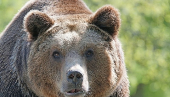 Qué duros son los siberianos: un residente de Tyva luchó contra un oso mordiéndole la lengua