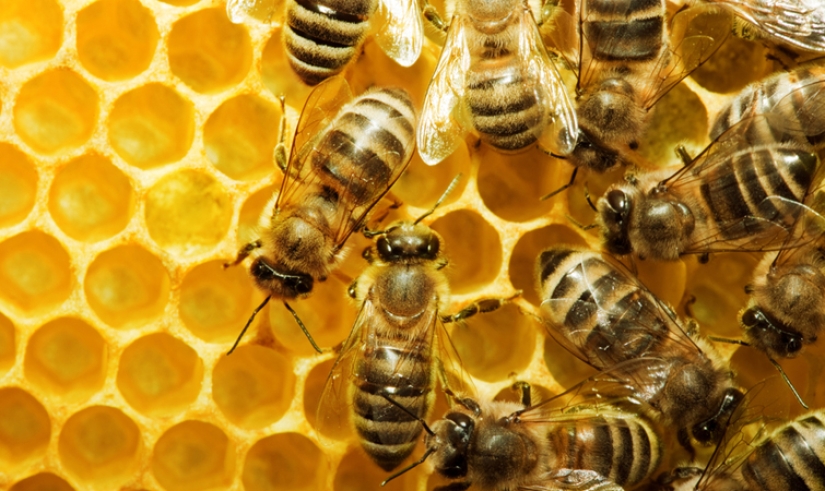 Qué es la miel "borracha" y por qué es peligrosa para los humanos