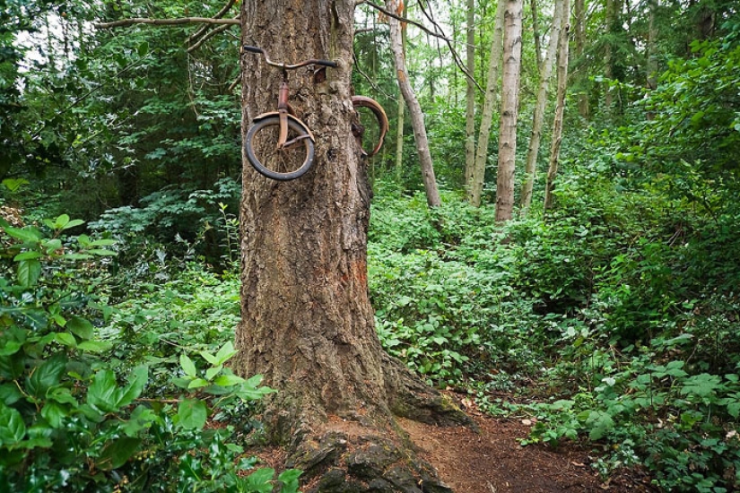 ¿Qué esconde la leyenda de una bicicleta incrustada en un árbol?
