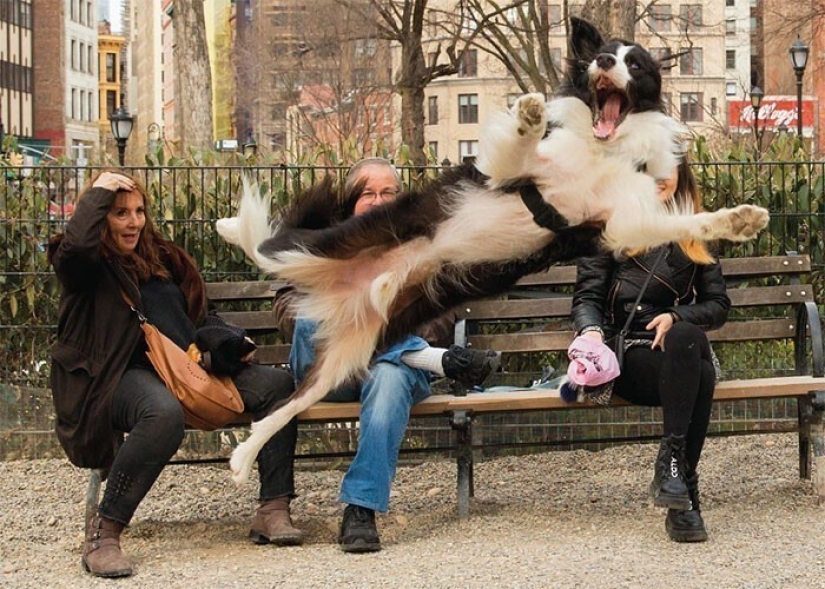 Qué tontos: 20 + fotos divertidas de perros para el estado de ánimo