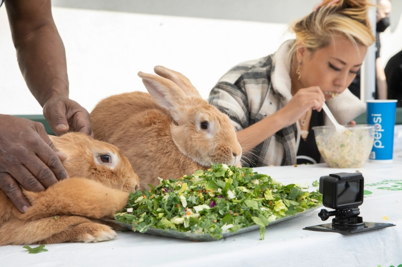 Rabbit lost to a man in a salad eating contest