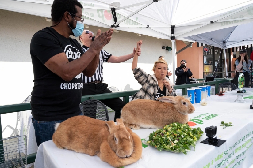 Rabbit lost to a man in a salad eating contest