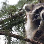 Raccoon hizo un salto de fe desde el noveno piso, imaginándose a sí mismo como un asesino