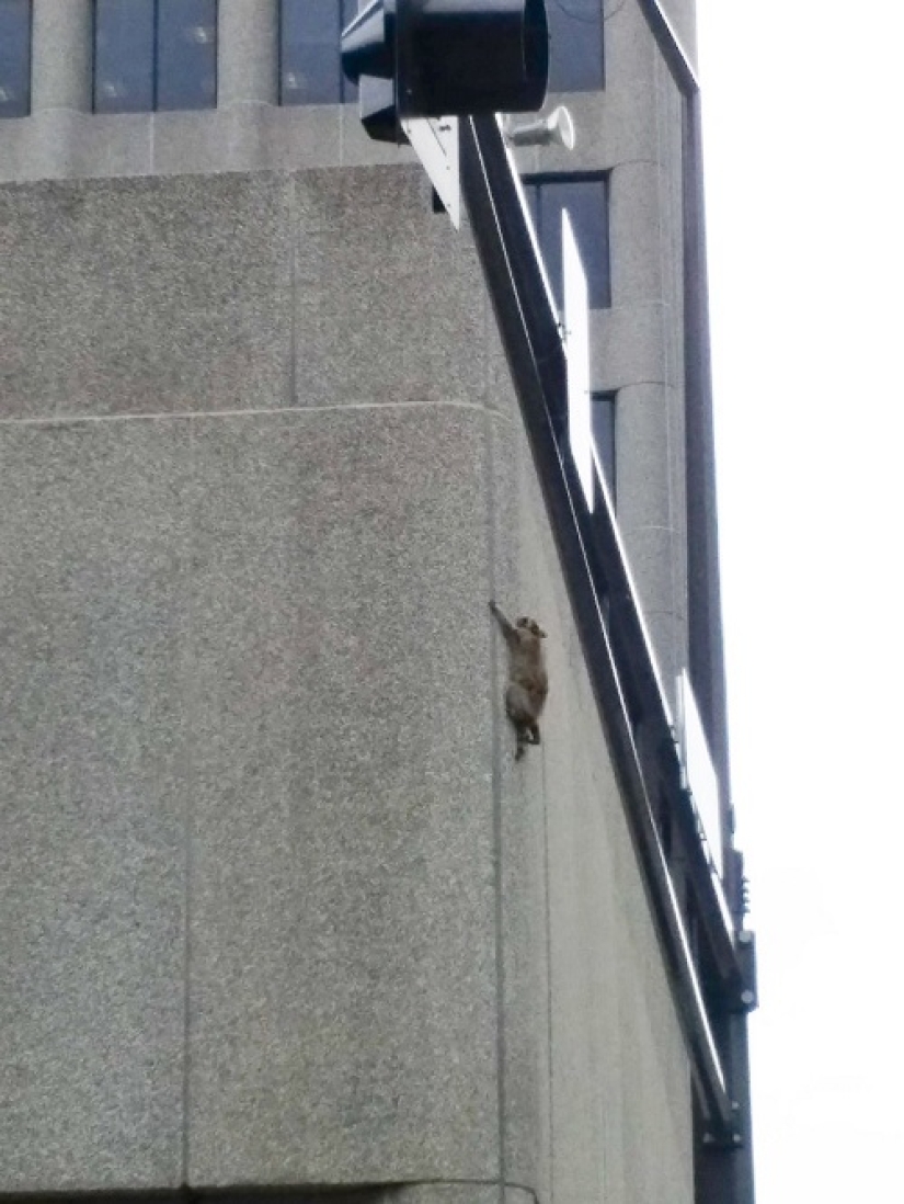 Raccoon made a leap of faith from the 9th floor, imagining himself an assassin