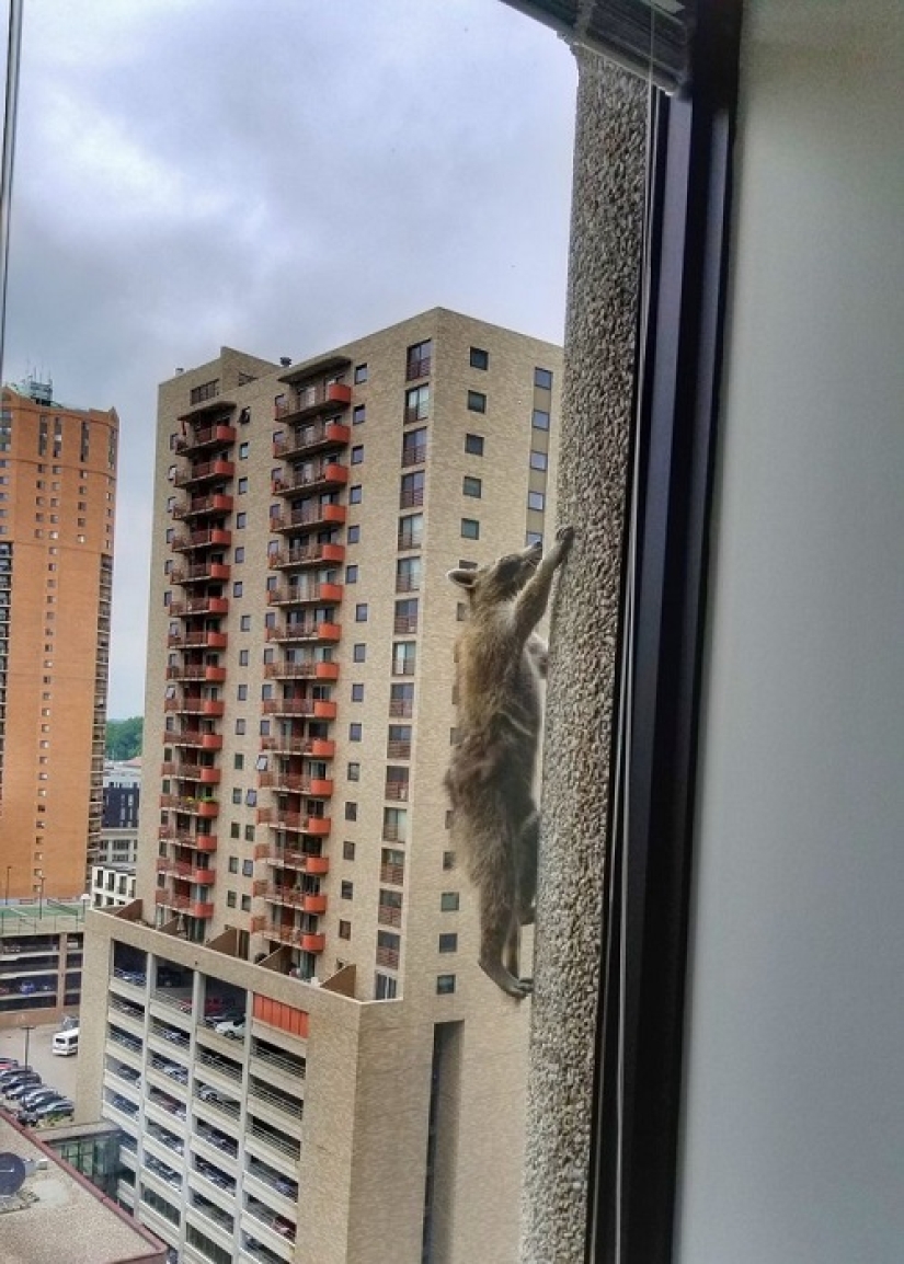 Raccoon made a leap of faith from the 9th floor, imagining himself an assassin
