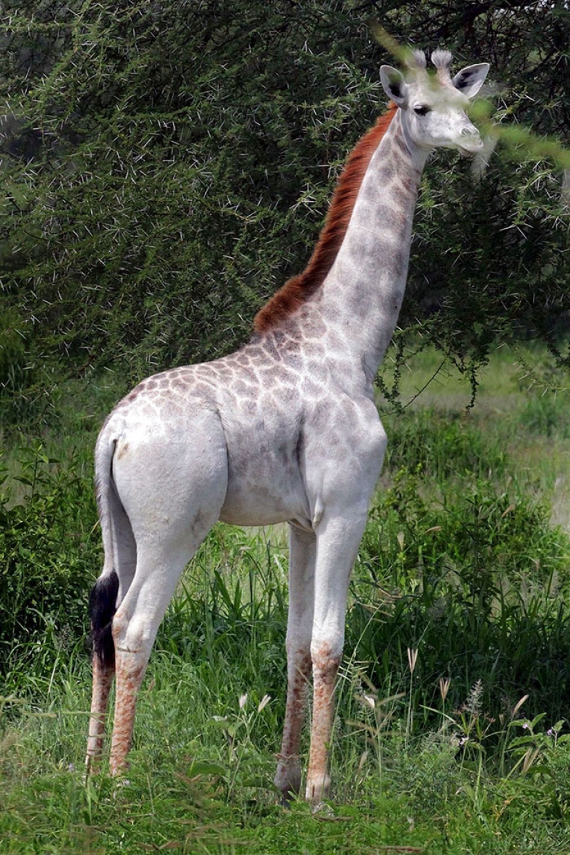 Rara jirafa blanca vista en Tanzania