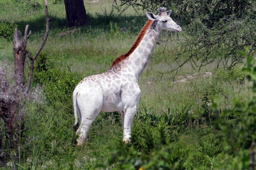 Rara jirafa blanca vista en Tanzania