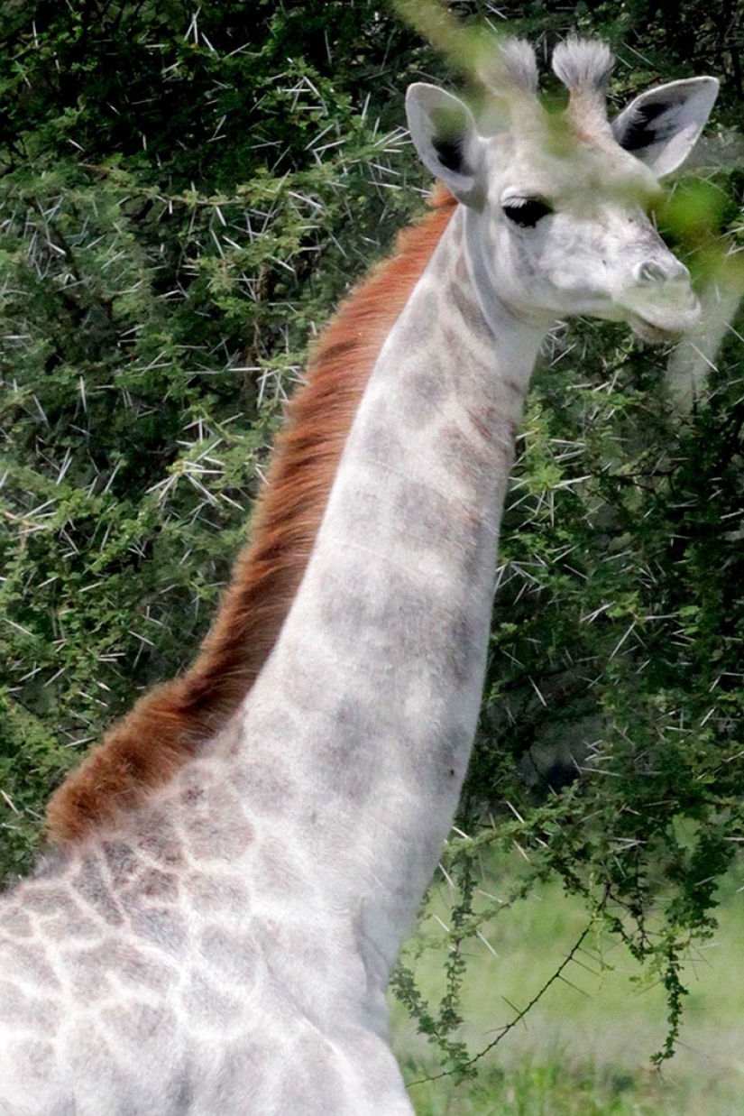 Rara jirafa blanca vista en Tanzania