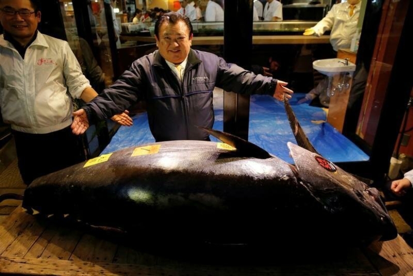 Rare bluefin tuna left the auction for $ 3.1 million