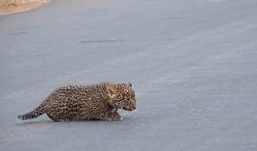Rare footage: a female leopard transfers her kittens across the road