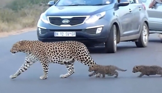 Rare footage: a female leopard transfers her kittens across the road