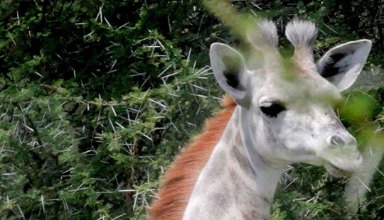 Rare white giraffe spotted in Tanzania