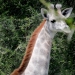 Rare white giraffe spotted in Tanzania