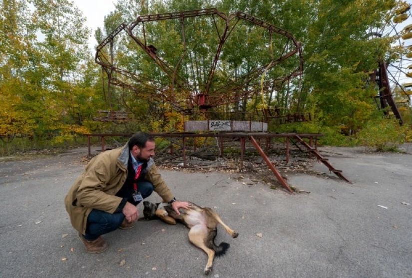 Rays of kindness: a scientist from the USA sacrificed his career to save abandoned dogs in Chernobyl