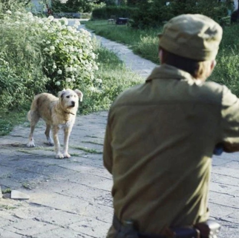 Rays of kindness: a scientist from the USA sacrificed his career to save abandoned dogs in Chernobyl