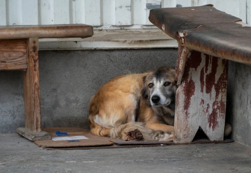 Rays of kindness: a scientist from the USA sacrificed his career to save abandoned dogs in Chernobyl