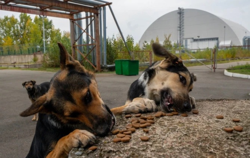 Rays of kindness: a scientist from the USA sacrificed his career to save abandoned dogs in Chernobyl