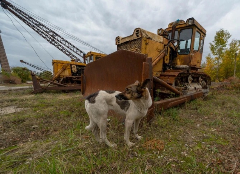 Rays of kindness: a scientist from the USA sacrificed his career to save abandoned dogs in Chernobyl