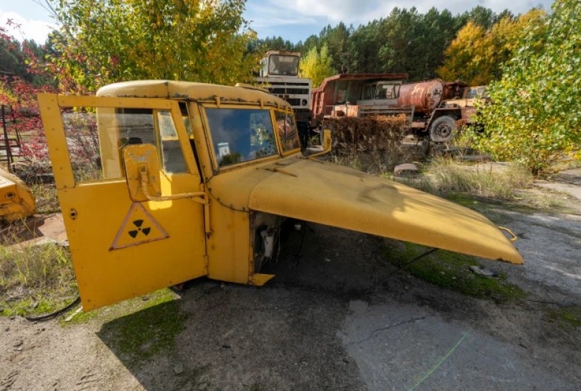 Rays of kindness: a scientist from the USA sacrificed his career to save abandoned dogs in Chernobyl