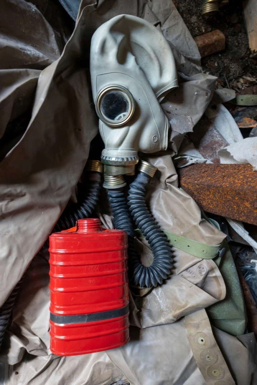 Rays of kindness: a scientist from the USA sacrificed his career to save abandoned dogs in Chernobyl