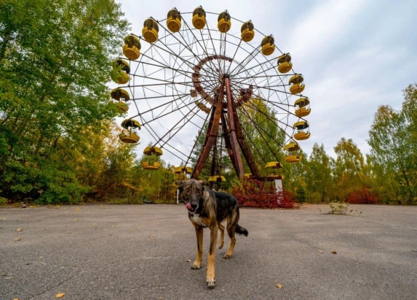 Rays of kindness: a scientist from the USA sacrificed his career to save abandoned dogs in Chernobyl