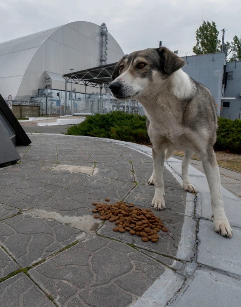Rays of kindness: a scientist from the USA sacrificed his career to save abandoned dogs in Chernobyl