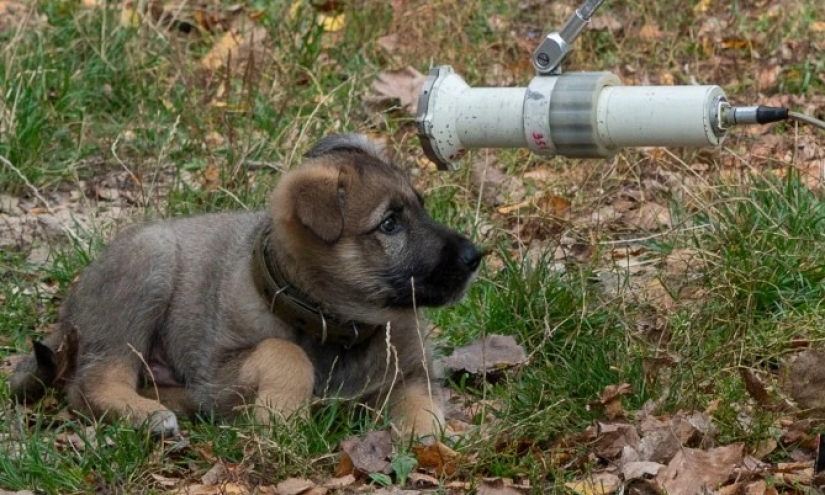 Rays of kindness: a scientist from the USA sacrificed his career to save abandoned dogs in Chernobyl