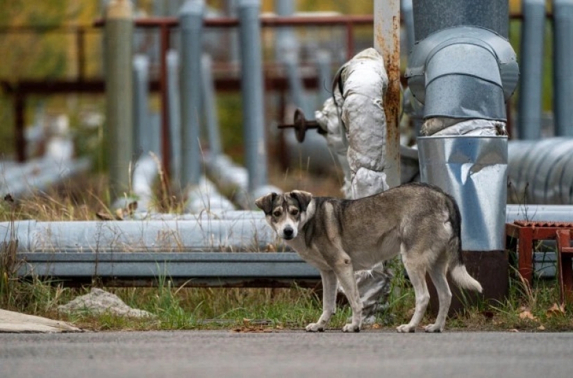 Rays of kindness: a scientist from the USA sacrificed his career to save abandoned dogs in Chernobyl