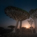 Árboles de dragón en Socotra en la lente del fotógrafo Daniil Korzhonov